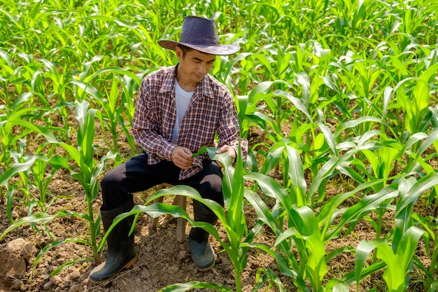 Agricoltore maschio asiatico in camicia a righe e cappello seduto alla fattoria di mais