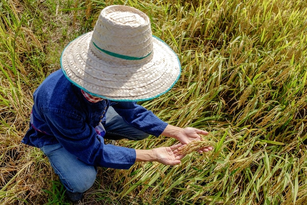 Азиатский фермер в традиционном синем платье сидит и смотрит на рис посреди поля