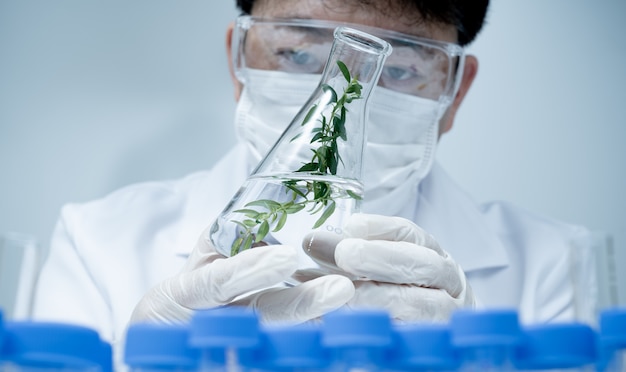 Asian male researcher researching plant specimens in the laboratory.