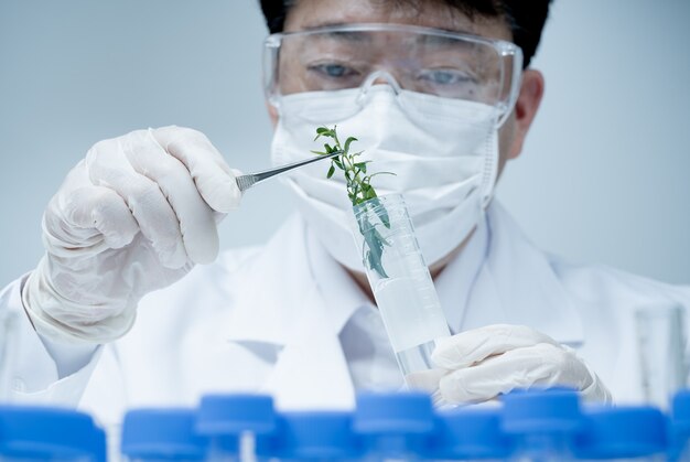 Asian male researcher researching plant specimens in the laboratory.