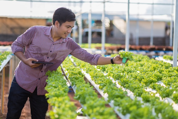 水質栽培の有機野菜農場を確認しているアジア人男性。