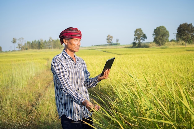 スマートフォンを持ったアジア人の男性農家が、稲作農家の稲の木を検査するために歩きます