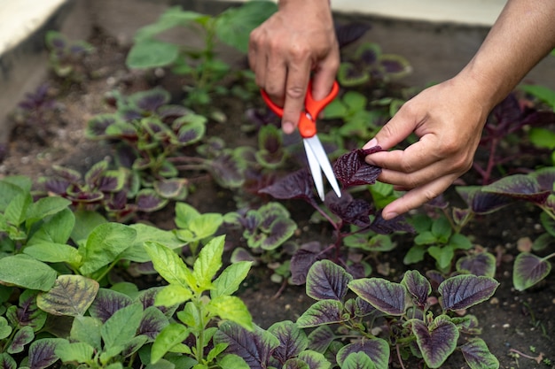 はさみを持って、有機農場で赤い自家製野菜を切るアジア人男性。