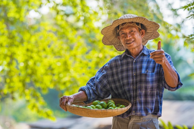 Coltivatore senior dell'uomo asiatico con verde limone, agricoltore asiatico dell'uomo sullo spazio vuoto della copia