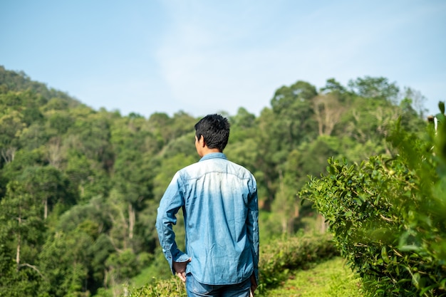 Uomo asiatico che lavora nella piantagione di tè verde a chiang-mai thailandia,