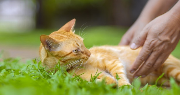 Asian middle aged relaxing with cat in backyard