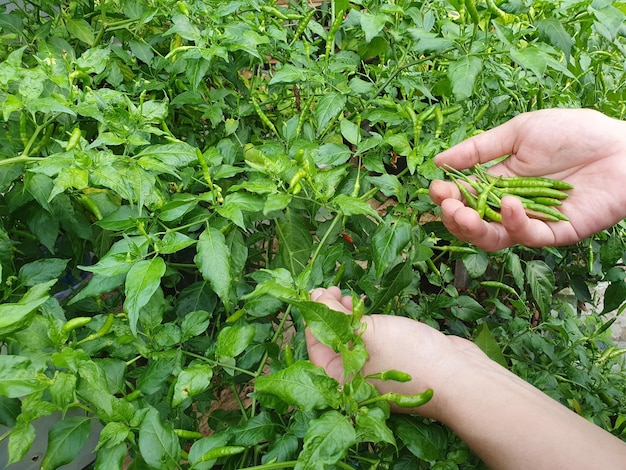 Asian muslim woman harvesting green chili pepper bird's eye chili hangs on tree home garden