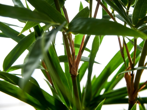 Foto sfondo naturale asiatico con bambù