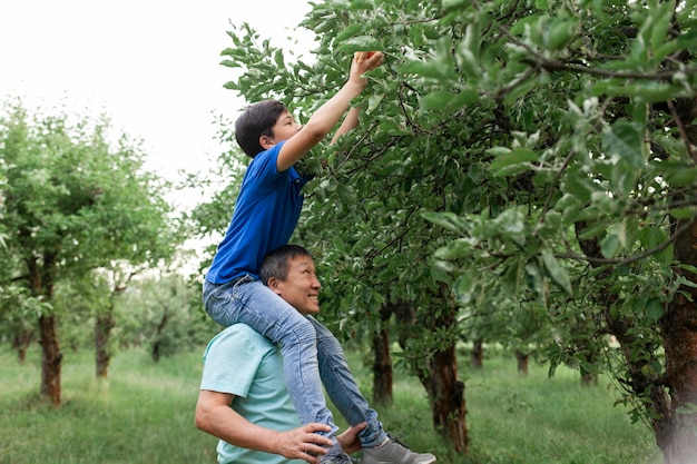 Asian old father and son picking ripe apples in garden Korean boy with elderly dad picking fruits