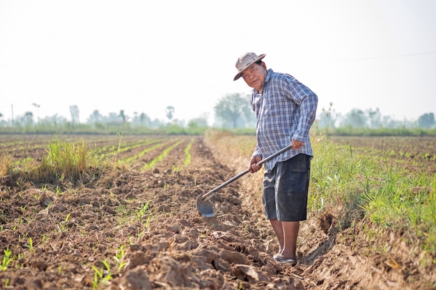 Asian old man shoveling soil with a hoe in the corn field