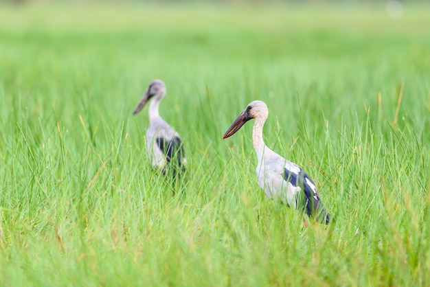 아시아 오픈빌 또는 아나스토무스 오시탄스, 깃털 한 쌍이 있는 두 마리의 새는 태국 초원에서 흰색과 검은색 걷는 마초입니다