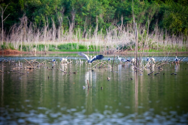 Openbill asiatico o cicogna openbill asiatica sugli alberi nella natura.