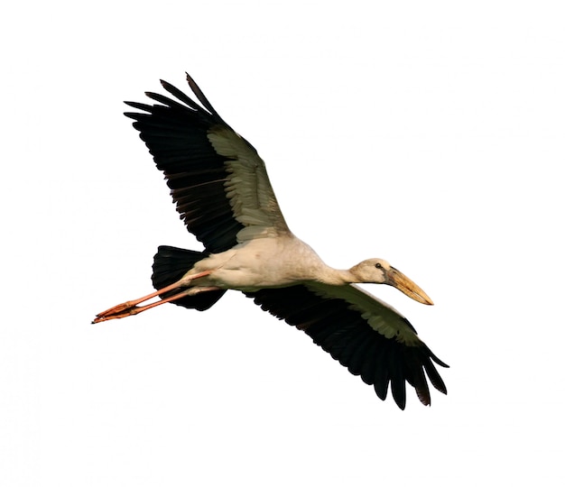 Asian Openbill stock flying on white 