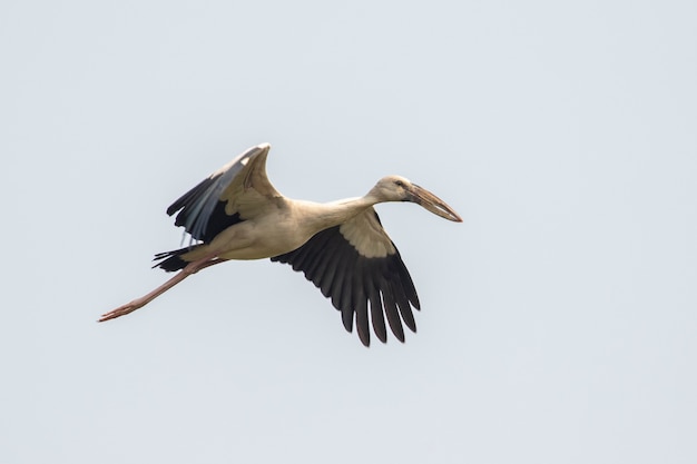 空を飛んでいるシロスキハシコウ（Anastomus oscitans）。鳥、野生動物。