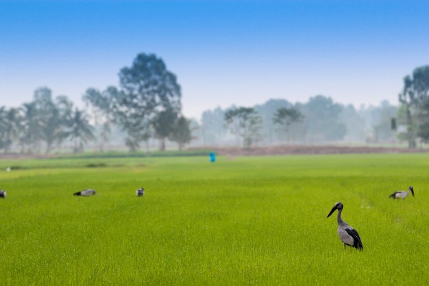 Foto cicogna di openbill asiatico nel giacimento del riso