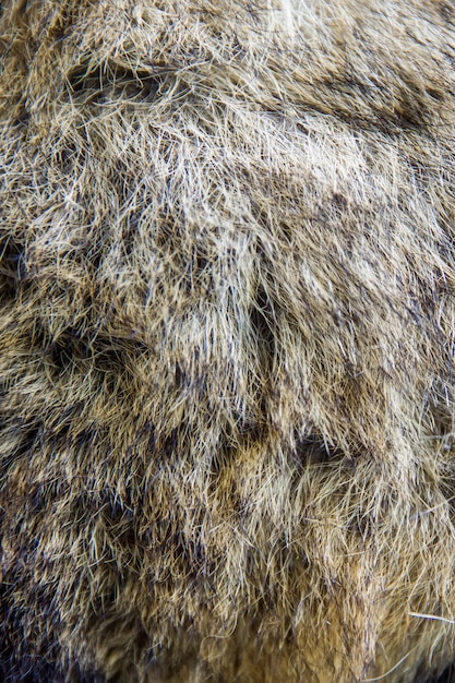 Asian palm civet fur