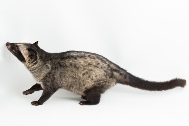 The Asian palm civet or luwak Paradoxurus hermaphroditus isolated on white background