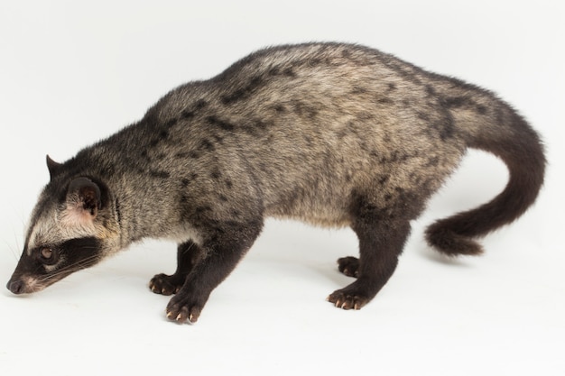 Photo the asian palm civet or luwak paradoxurus hermaphroditus isolated on white background