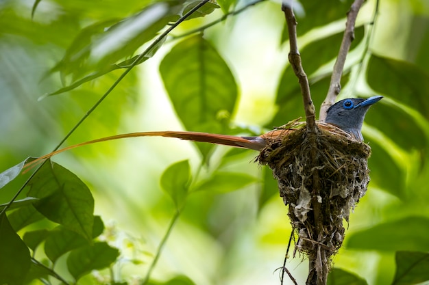 Uccello maschio asiatico di paradise-pigliamosche che canta al nido