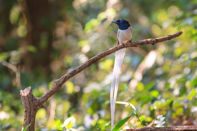 Asian paradise flycatcher perching on a branch