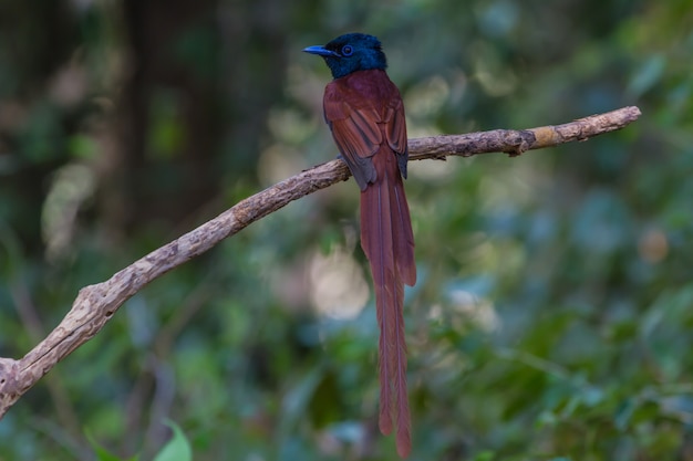 Asian paradise flycatcher perching on a branch