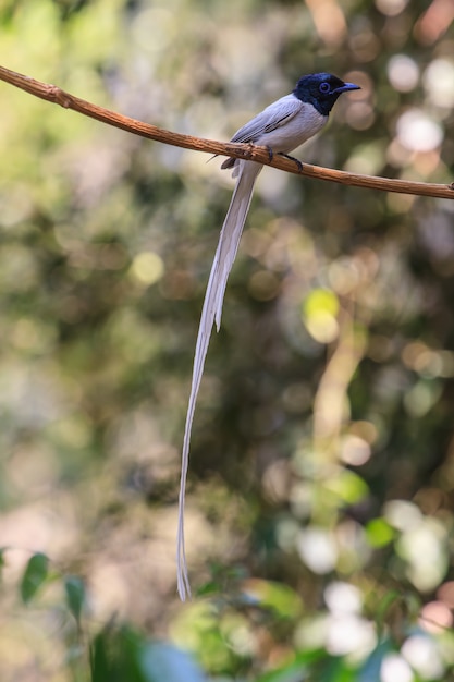 Asian paradise flycatcher perching on a branch