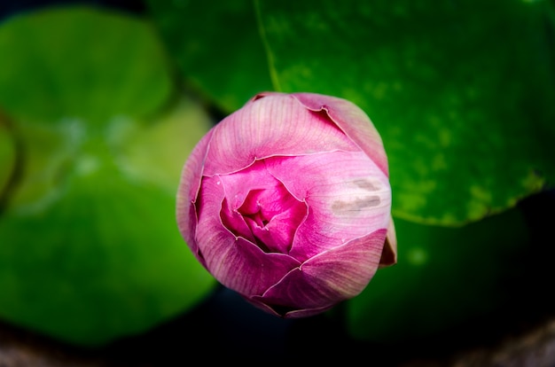 灰色の背景に池のアジアピンクのロータスの花