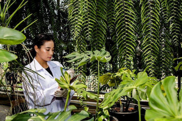 Азиатские исследователи изучают ботанические записи зеленых растений для исследования трав