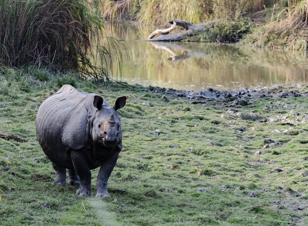 Фото Азиатские носороги