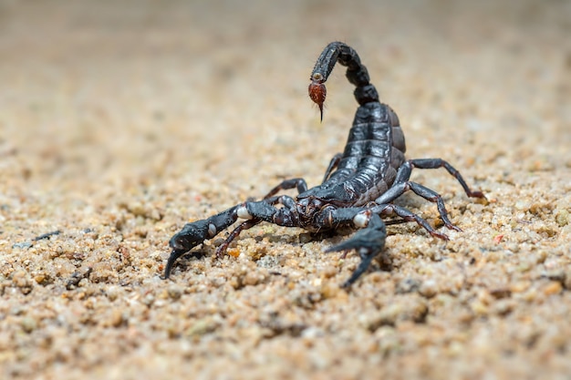 Foresta asiatica dello scorpione sulla sabbia