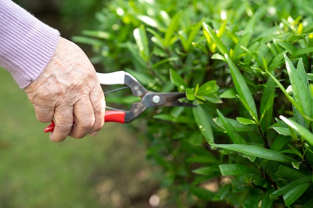 Asian senior or elderly old lady woman trim the branches with\
pruning shears for taking care garden in house, hobby to relax and\
exercising with happy.