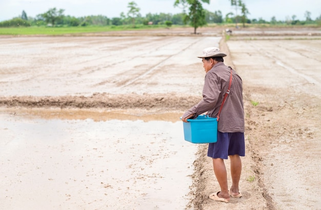 Il coltivatore senior asiatico semina il seme del riso all'azienda agricola del riso