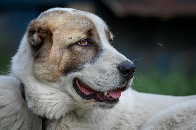 Foto cane da pastore asiatico che esamina la mosca