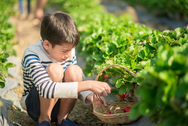 Asian sibling boys harvesting strawberry organic in the farm