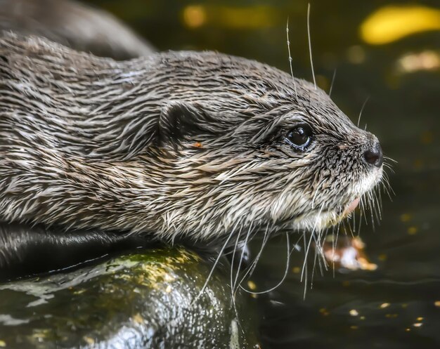 Photo the asian small-clawed otter