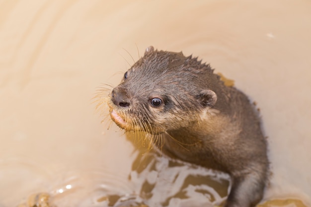 Photo asian smallclawed otter also known as the oriental smallclawed otter