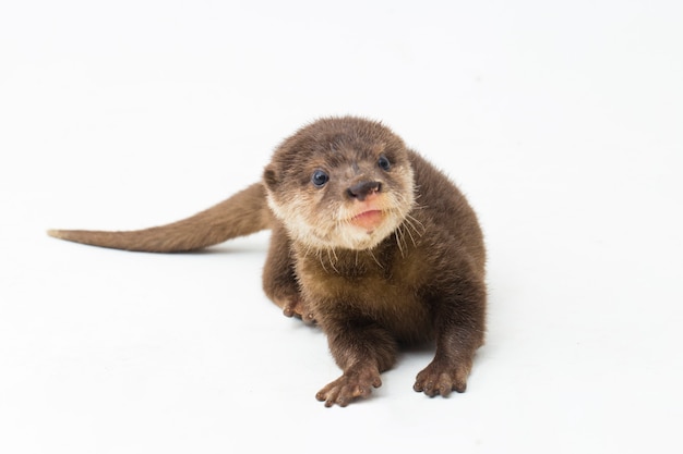 コツメカワウソまたは単にコツメカワウソ孤立した白い背景