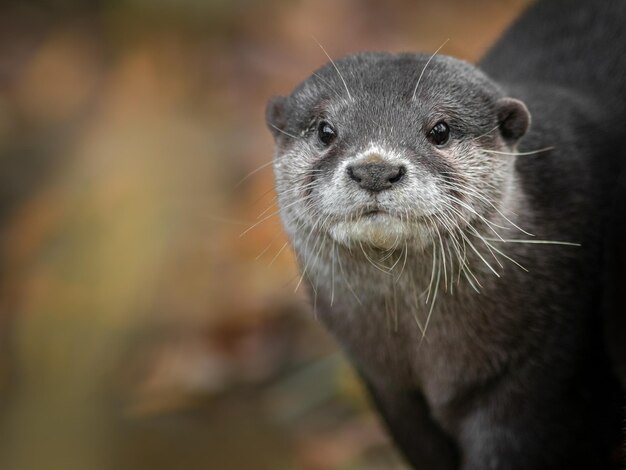 Photo asian smallclawed otter