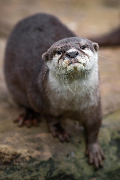 Asian smallclawed otter