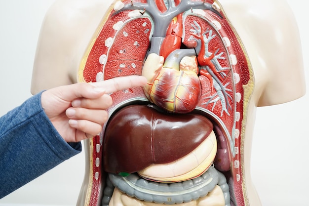 Asian student learning with human body model in anatomy biology in classroom at high school