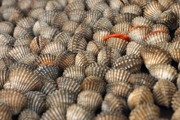 asian sweet shell in ice basket