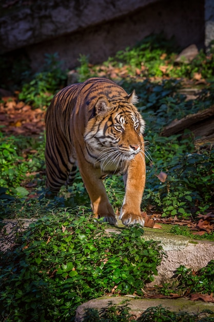 Photo asian tiger in barcelona zoo, spain