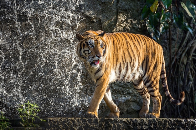 La tigre asiatica si rilassa nell'atmosfera della natura.