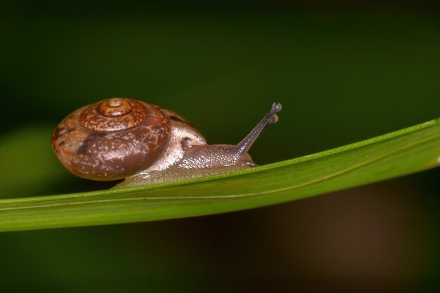 사진 bradybaena similaris 종의 아시아 부정 기선 달팽이