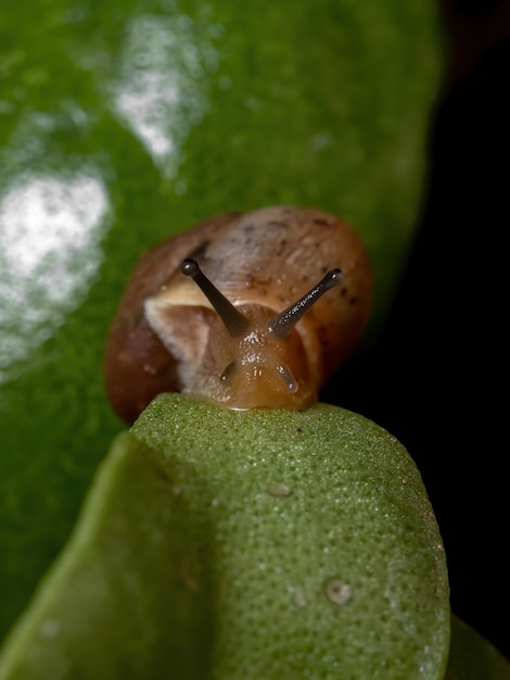 Asian Tramp Snail of the species Bradybaena similaris