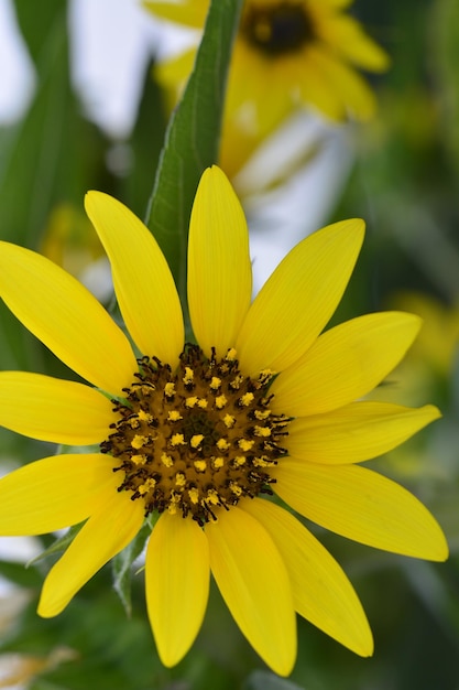 アジアの熱帯の花