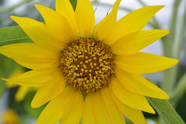 アジアの熱帯の花