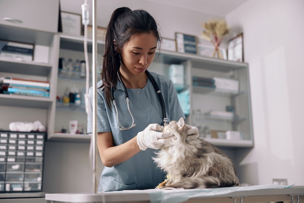 Il veterinario asiatico in uniforme con lo stetoscopio esamina il gatto grigio lanuginoso in clinica