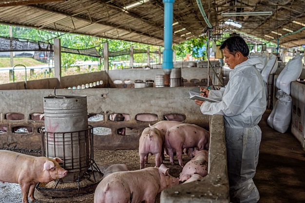 アジアの獣医は、養豚場、動物、養豚場で豚の作業と検査をしています