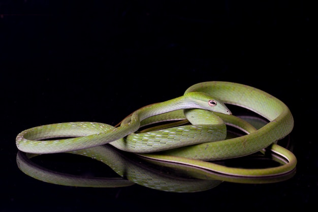 Photo asian vine snake ahaetulla prasina